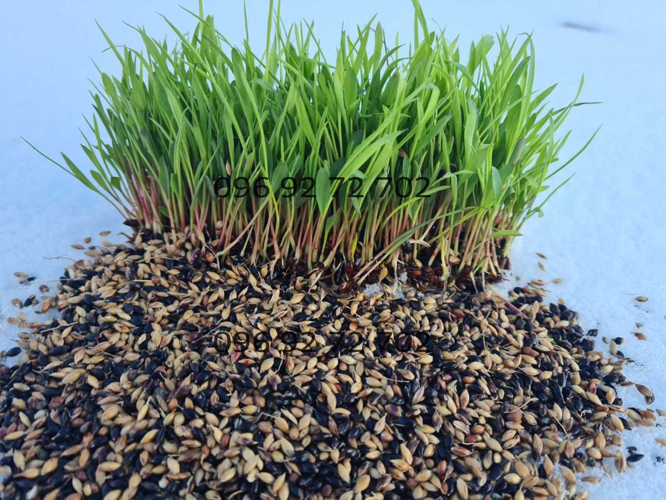 Насіння суданки та Люцерни! Посухостійке! Витримує засуху!