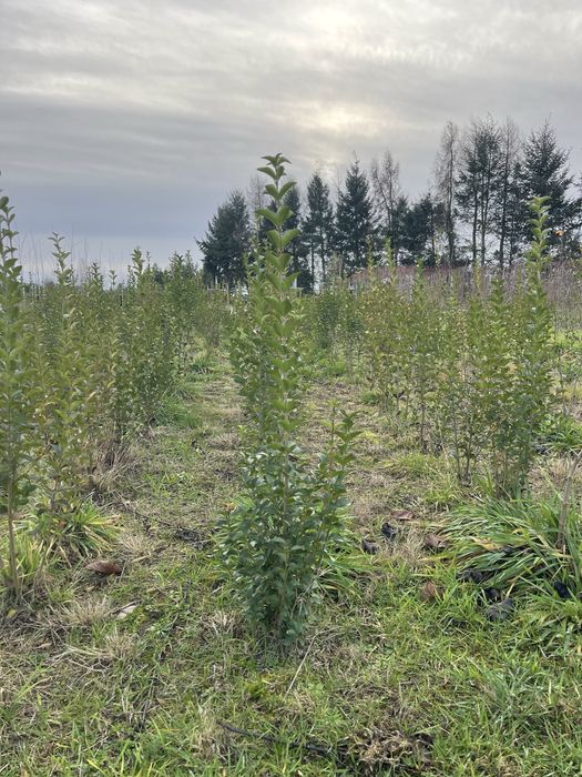 Ligustr zimozielony (Trzyletnie sadzonki 100-120cm ) - Ligustrum