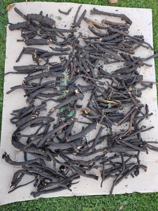 Żywokost korzeń świeżo zebrany