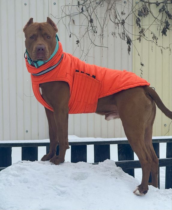 Американський пітбультерʼєр ВЯЗКА (пітбуль XL red nose)