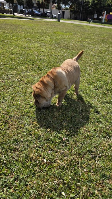 Sharpei macho puro