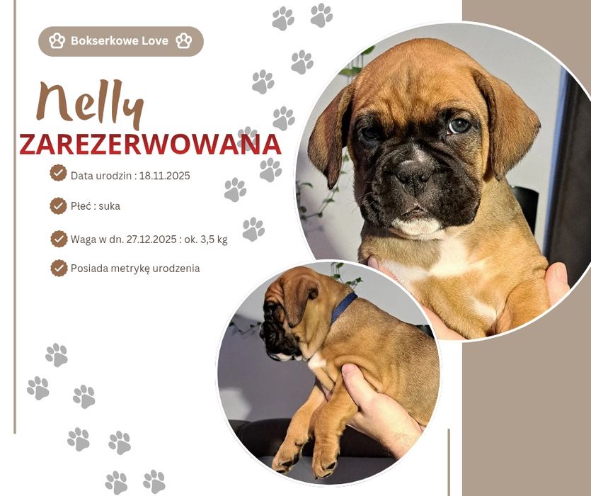 Szczeniak Bokser suczka NELLY-zarezerwowana