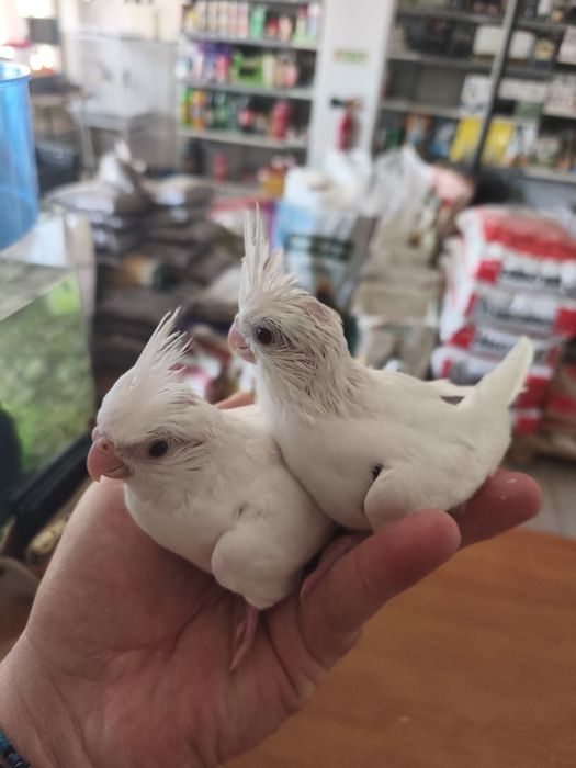 Caturras bebés...