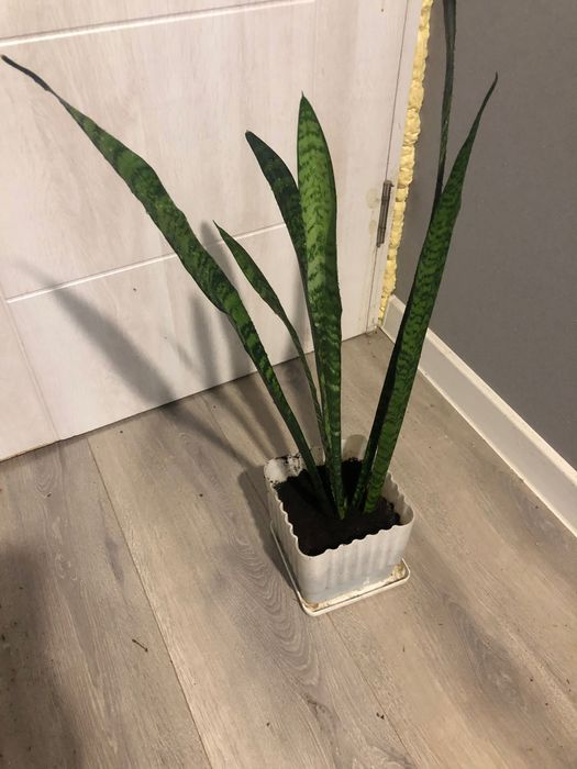 Сансевьера Зейланика с горшком и доставкой