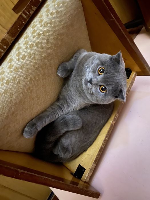 Вислоухий «Грей» для вязки