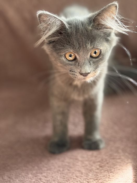 Отдам котенка в добрые руки