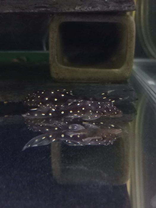 Ancistrus L184 L107 F1 3,5-4cm