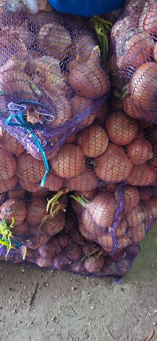 Морква, цибуля, буряк, буряк кормовий