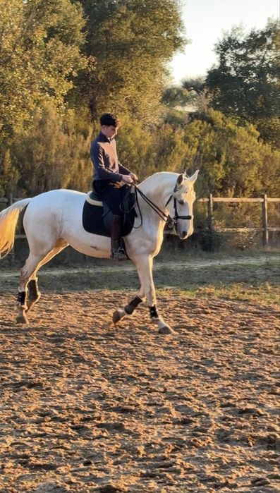 Egua psl 14 anos