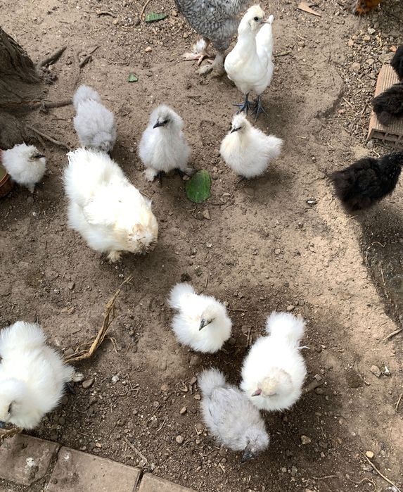 Sedosas de Japão,  com 4 meses .