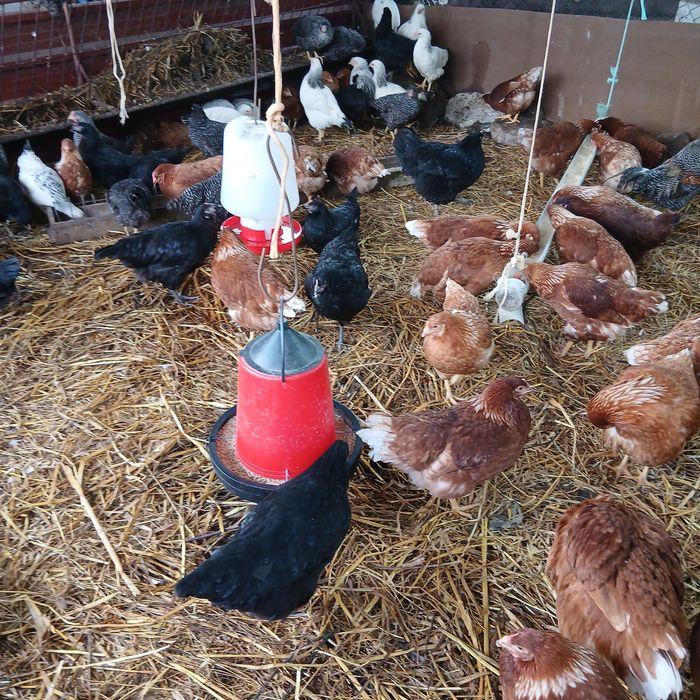 Vendo galinhas poedeiras