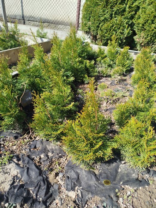 Туя смарагд 40-60см