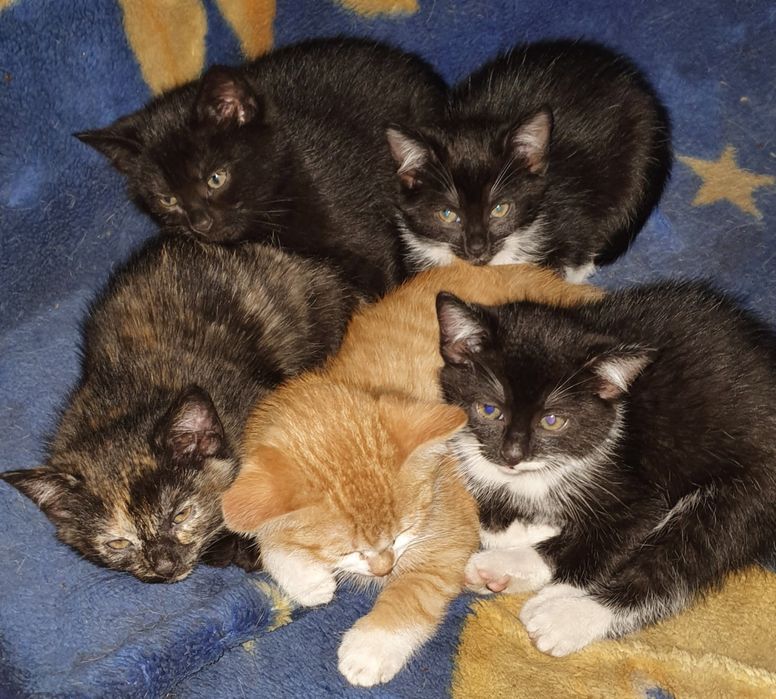 Oddam 2,5msc kotki  w dobre ręce