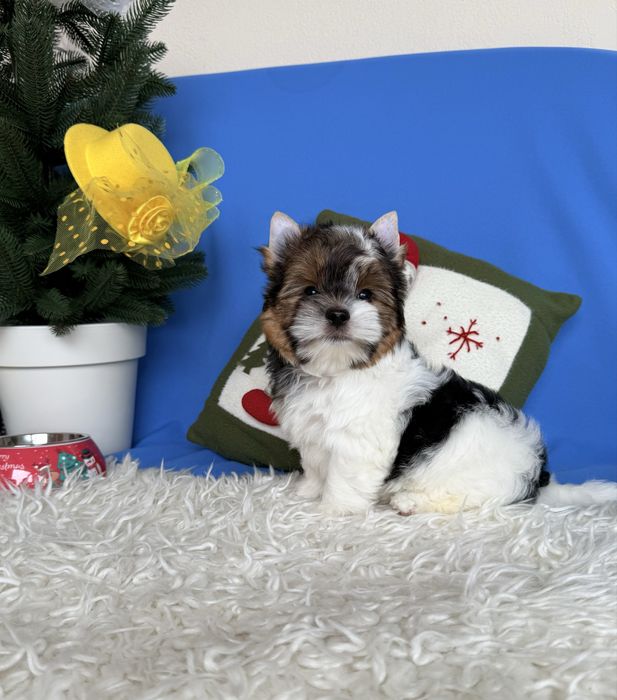 Бівер терʼєр хлопчик КСУ