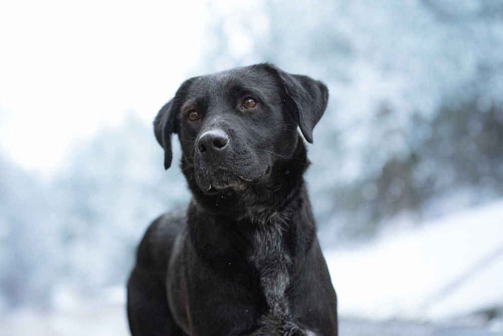 Baster w typie labradora - aktywny czarny pies szuka dobrego domu