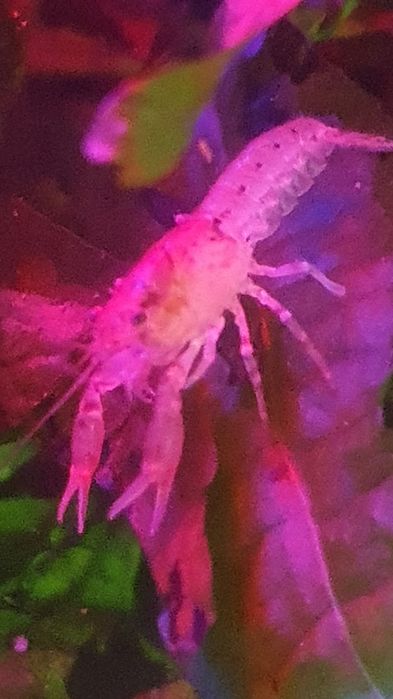 Raczki Diminutus do akwarium