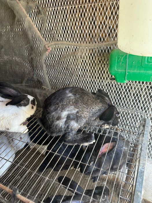 Vendo coelhos de raça borboleta e Nova Zelândia