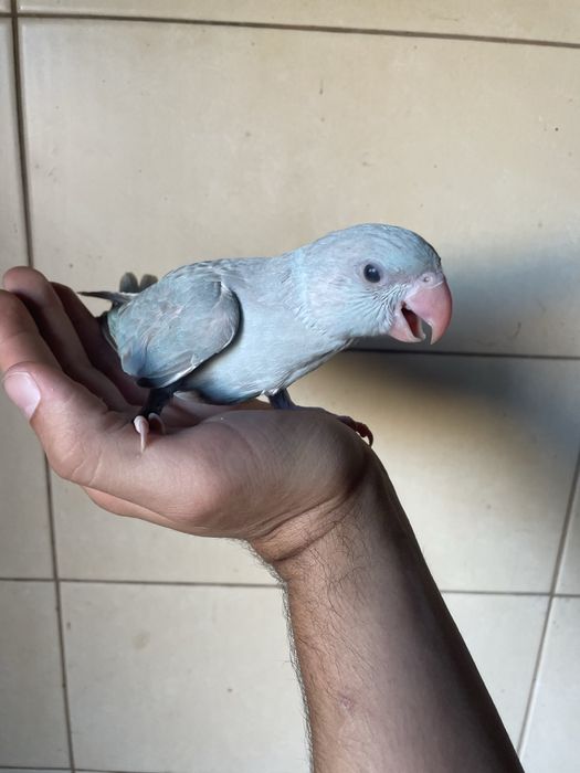 Ring Neck Muito MEIGO AZUL canela