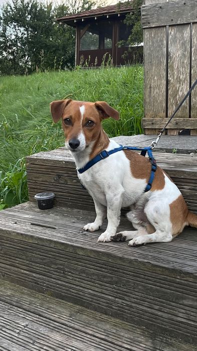 Джек Рассел терʼєр шукає дівчинку для в’язки.