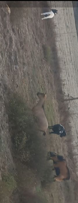Vendo 8 cabras anas