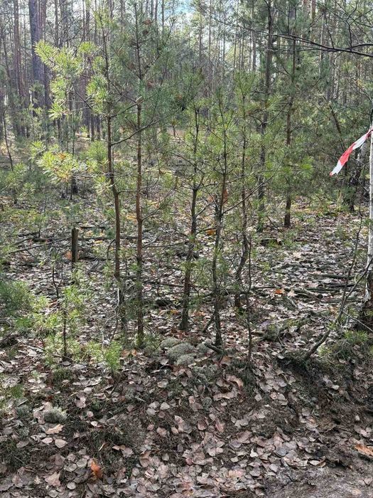 Лебедівка 2 Участки по 10 соток в сосновому лісі - More
