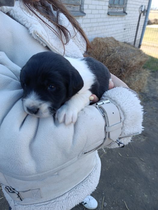 Szczeniaki do oddania