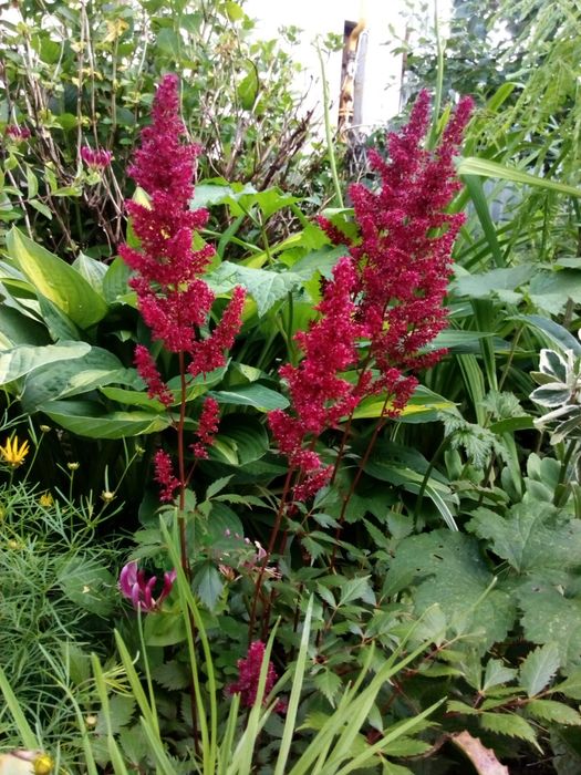 Астильба садовая