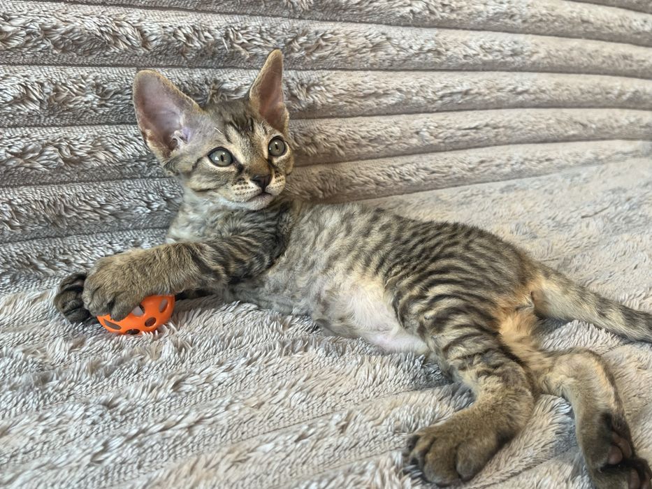 Котик Девон Рекс