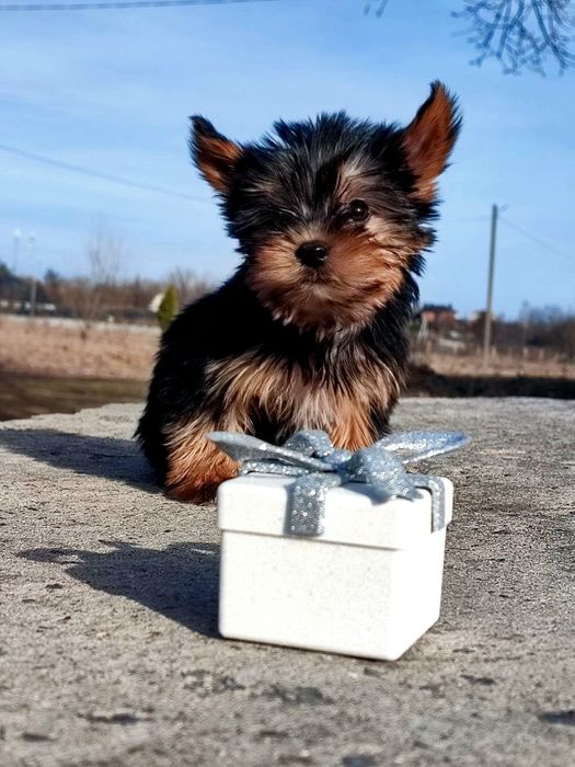 Цуценята йорка. Йоркширський тер'єр