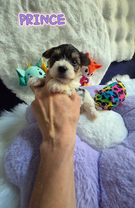 Piesek yorkshire terrier biewer maleńki