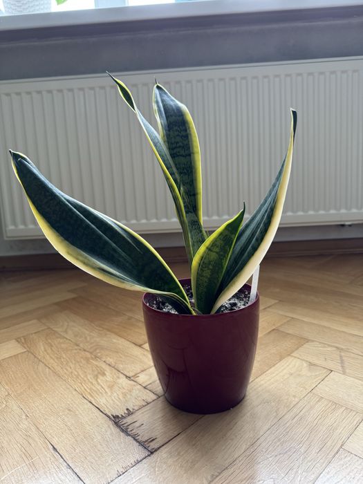 Сансевієрія вазон