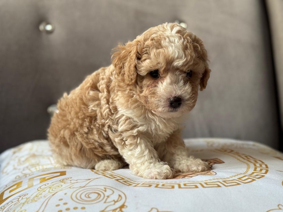 Bichpoo piękny piesek