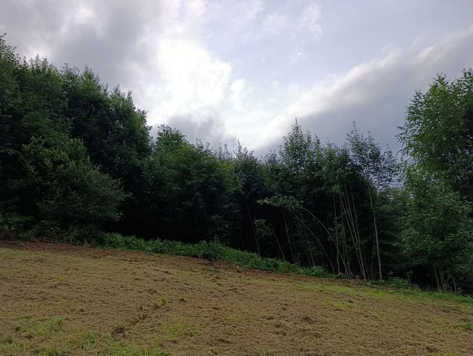 Działka Budowlana z Lasem