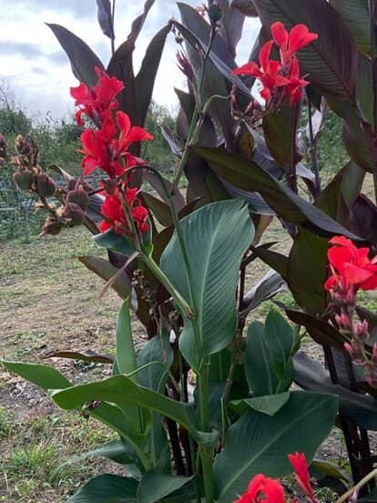 Кани вазони продам цибульки