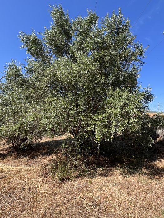 Oliveiras para venda, algumas centebárias