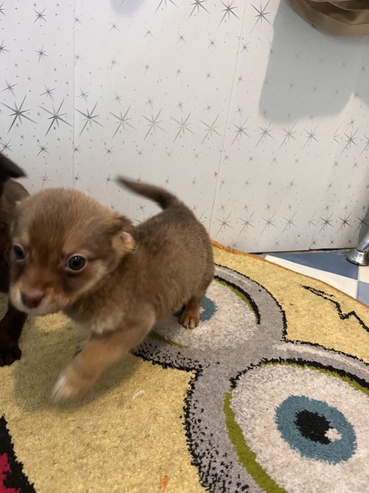 Песики- хлопчики маленькоі породи