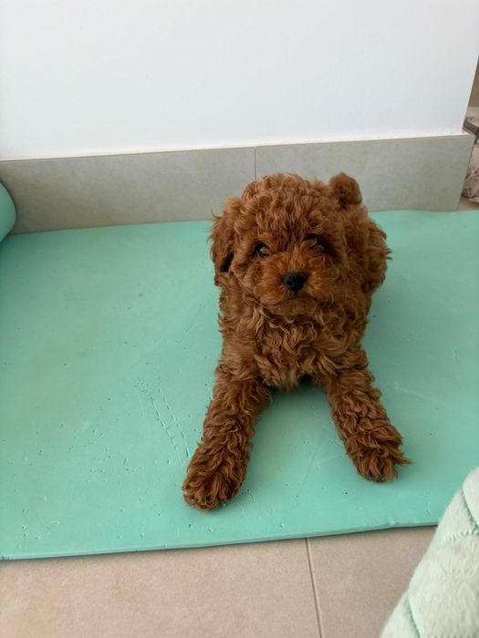 Femea caniche espetacular