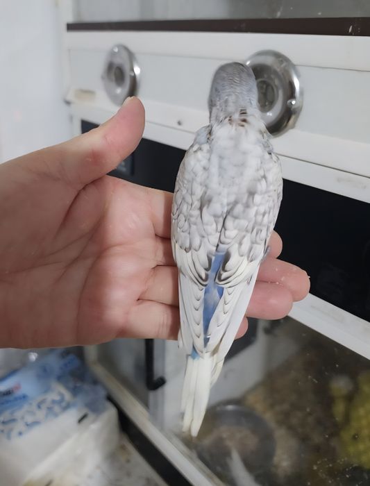 Piriquito 100% domesticado