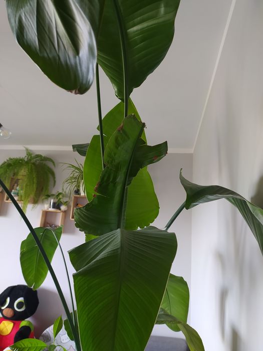 strelicja nicolay biała