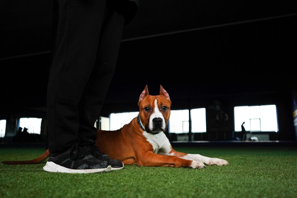 Дресирування собак Кінолог Стоянка Забуча Романівка Петрушки