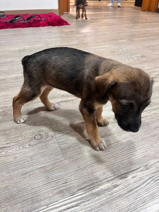 Cadela para adoção