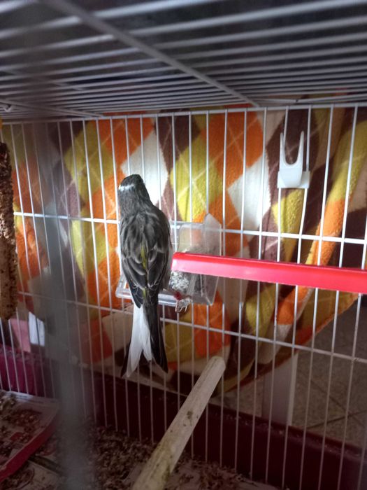 Canária  pronta a criar