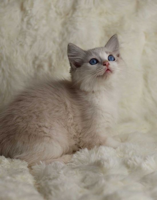 Śliczny kocurek ragdoll - rodowód FPL