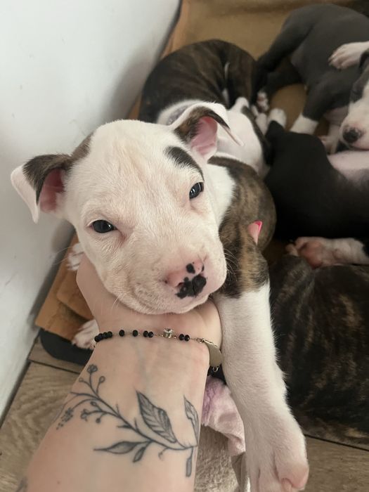 American Staffordshire Terrier (Amstaff)