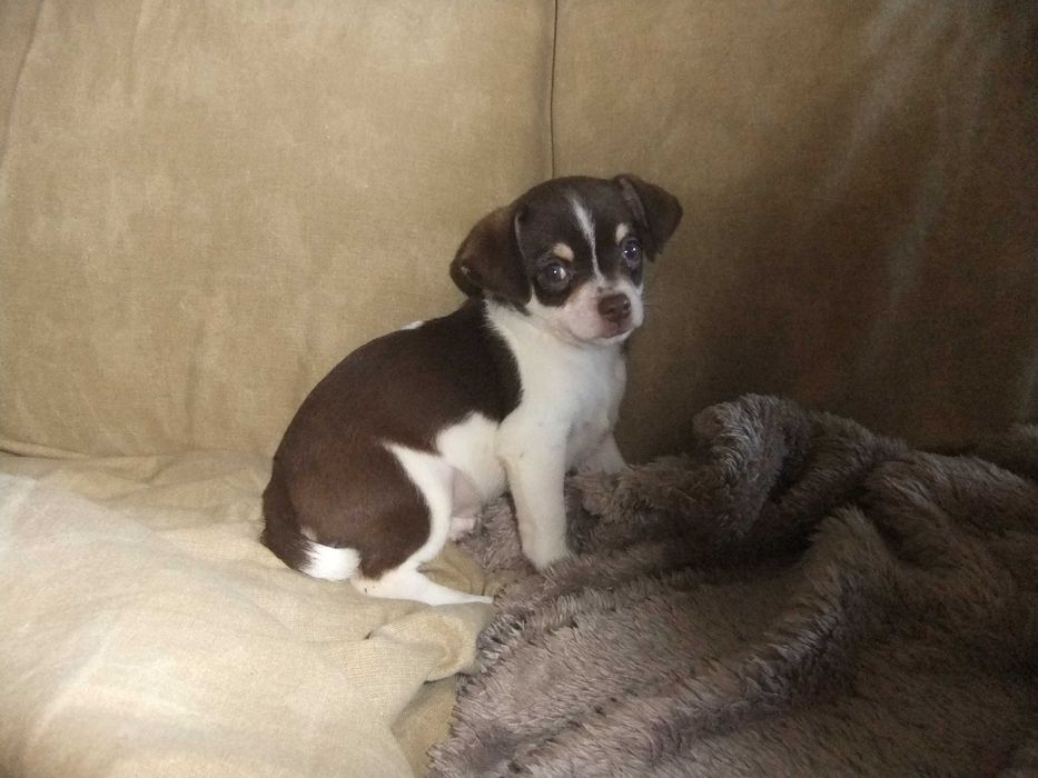 Chihuahua  cachorra com qualidade