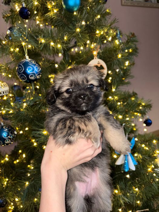 Грайливі собачки Ши-тцу