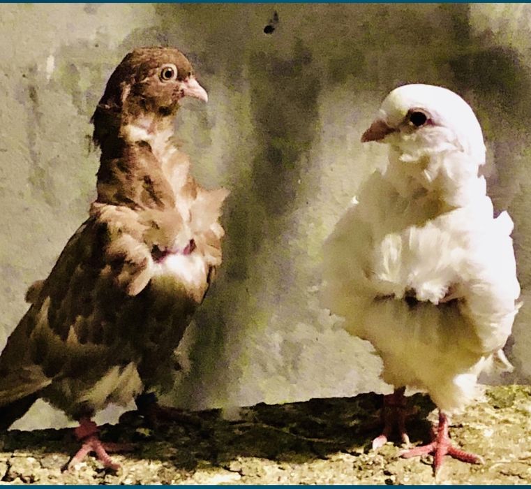 Pombos gravatinha chinesa