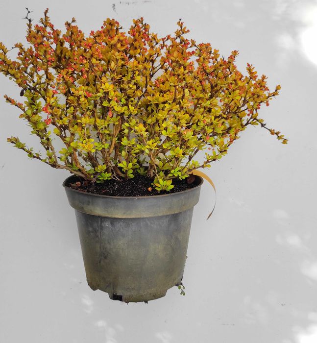 Berberysy Thunberga - różne odmiany, kolorowe krzewy do ogrodu