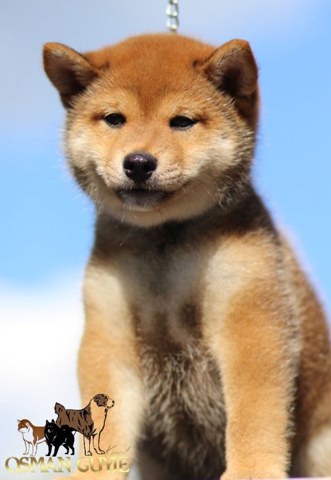 Дуже перспективний хлопчик Шиба іну Сіба іну SHIBA проф .розплідник