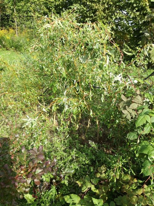 Sadzonki wierzba mandżurska